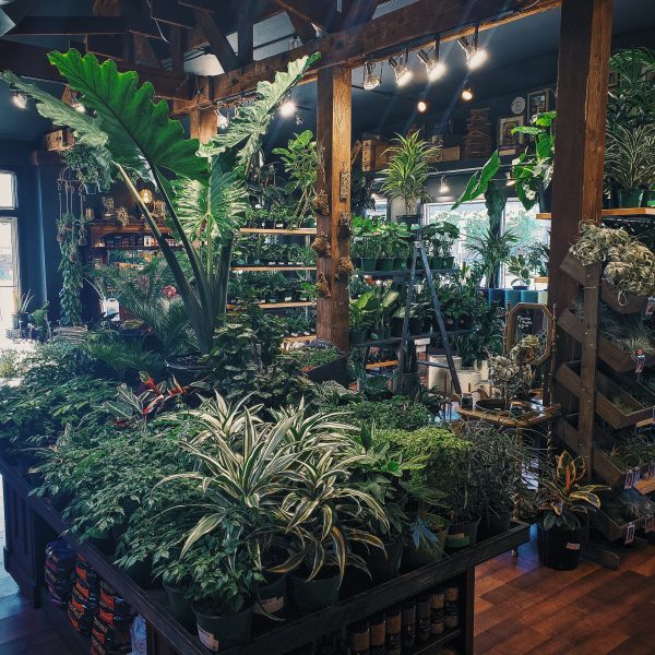 Somewhere That’s Green